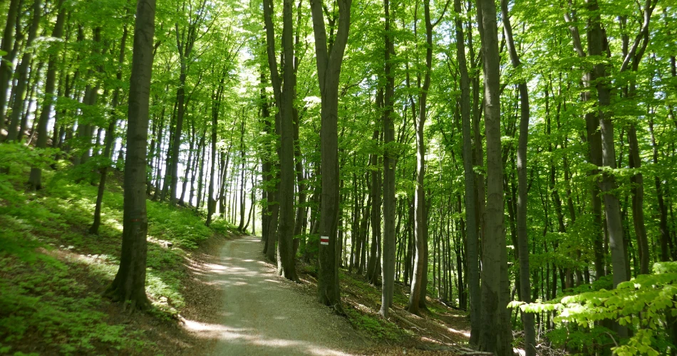 Mountain Biking Trails Around Vienna Woods