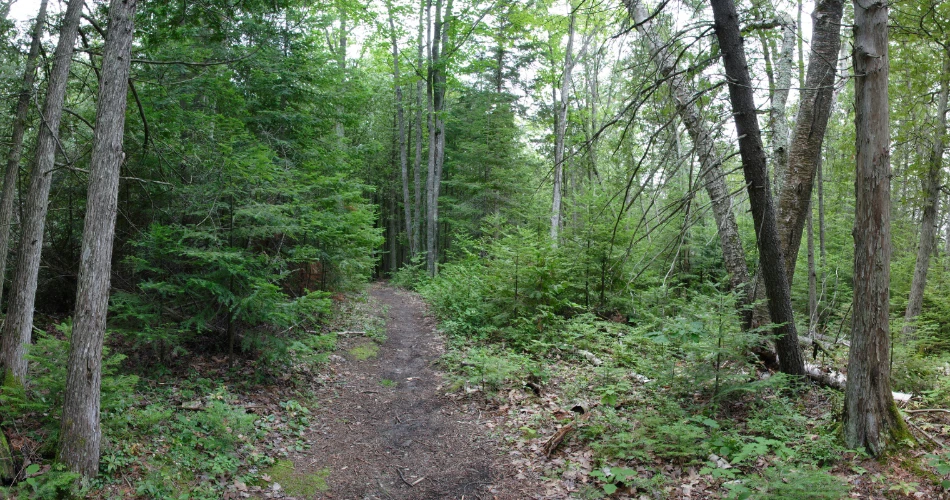 Mountain Biking Trails Around Vienna Woods